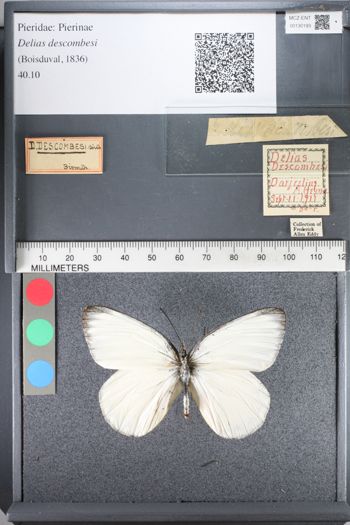 Media type: image;   Entomology 130193